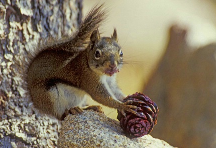 Red Squirrel With White Bark Pine Cone