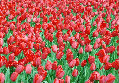Tulips Galore