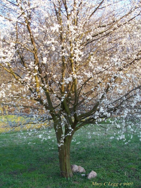 under the blossoming tree