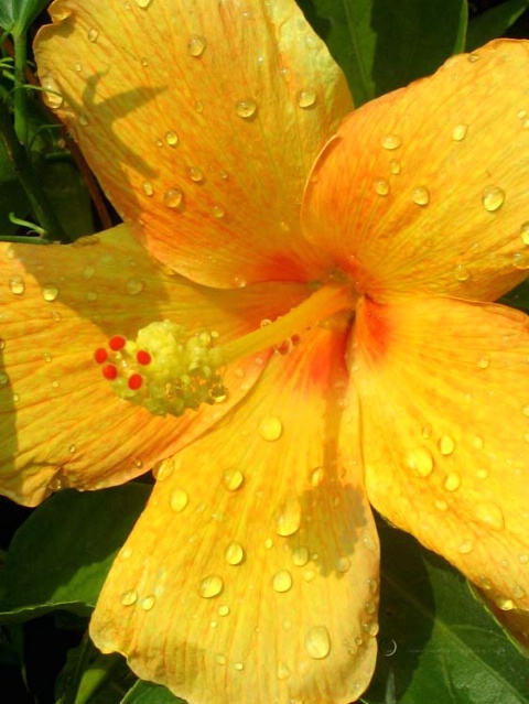 April Shower on Hibiscus Flower