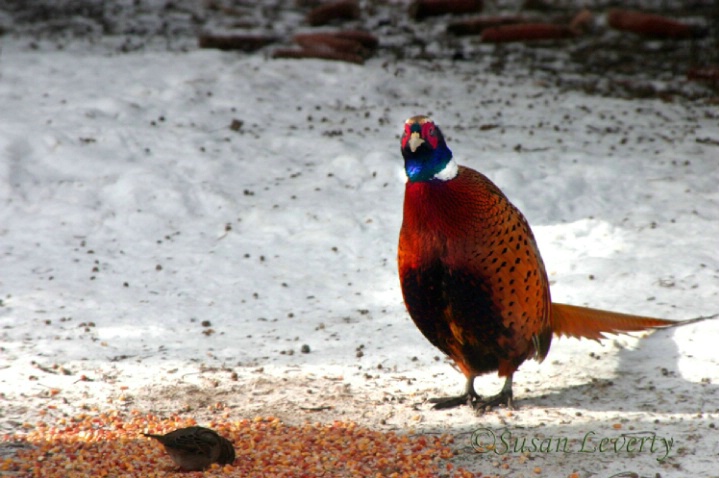 Male Pheasant 