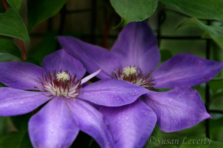 Double Purple Clematis Flowers