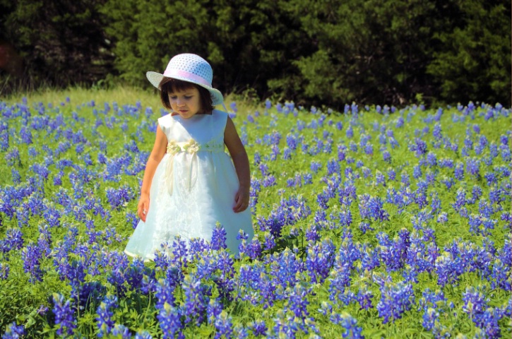 Spring Dreams in bluebonnets field