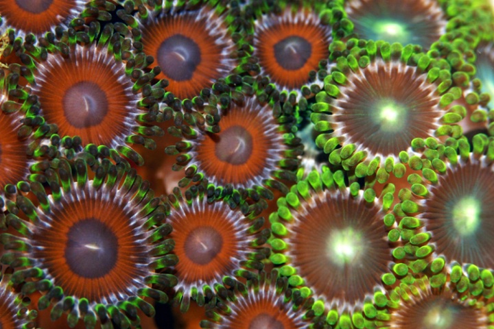 Coral Reef - Zoanthid's 