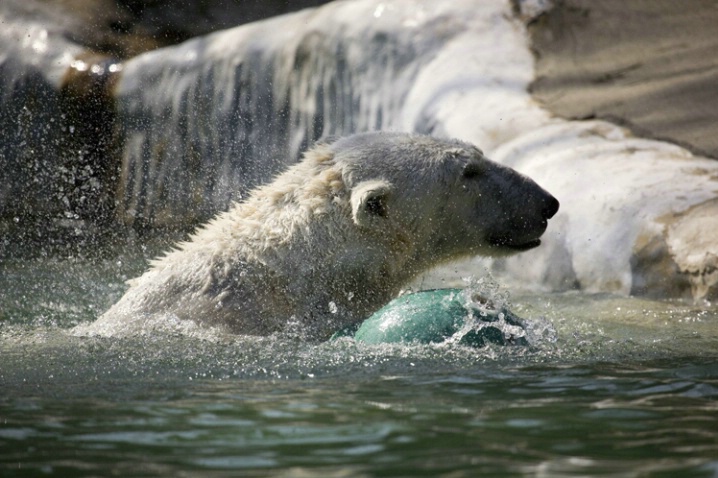 Polar Expedition to Splish Splash