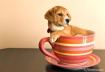 Pup in a Teacup