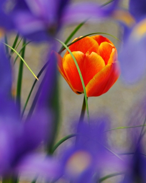 Tulip Among the Irises