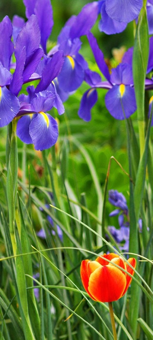 Irises & Tulip 02