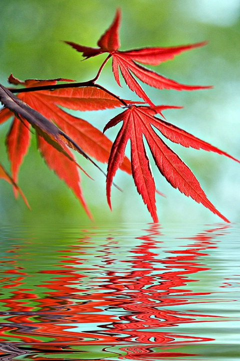 Japanese Maple reflections