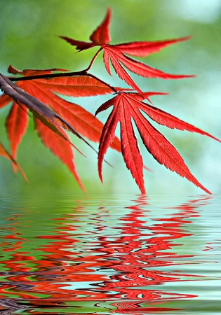 Japanese Maple reflections