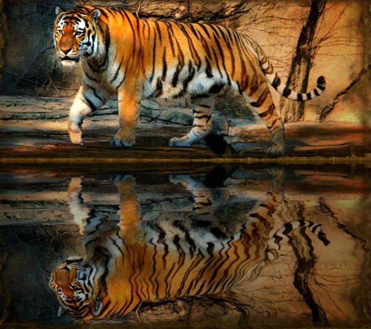 Tiger Reflecting Pool