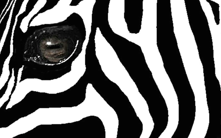 zebra - ID: 3643120 © BARBARA TURNER