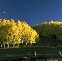 © Peter Johnson PhotoID # 3645203: Aspens at Dusk - Snowmass Village, Colorado