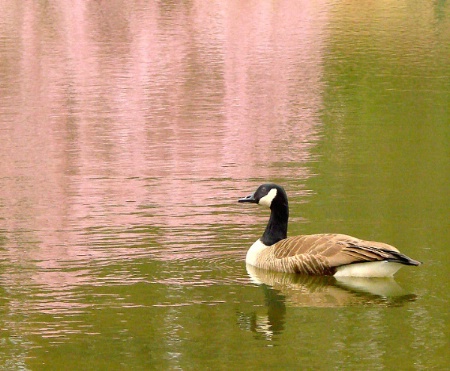 Canada Goose with Pink Cherry Blossoms