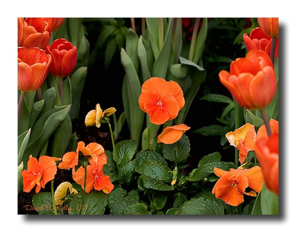 Tulips and Pansy's of the Orange Kind