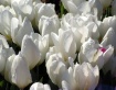 Wet White Tulips