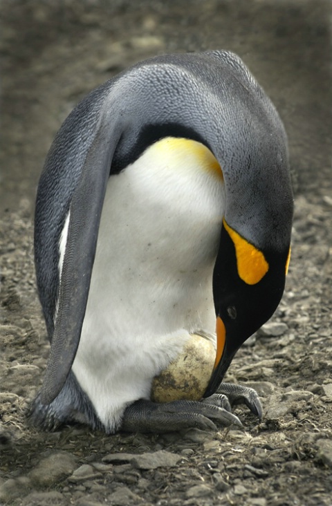 King Penguin with Egg