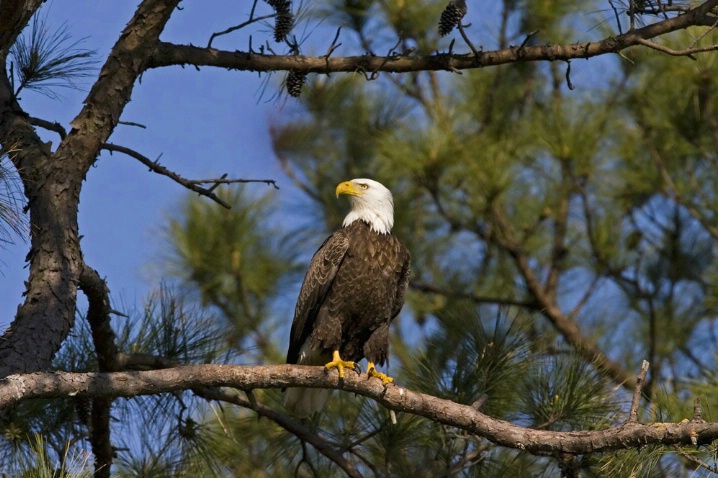 Regal Eagle - ID: 3652404 © Richard S. Young