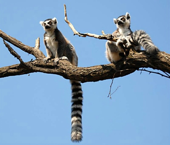 Lemurs On A Lookout