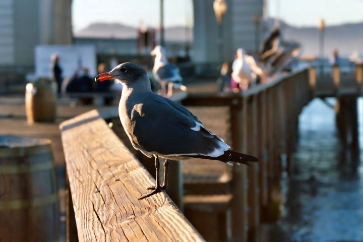 Seagull in San Francisco Bay