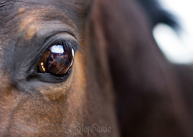 In The Eye Of A Horse