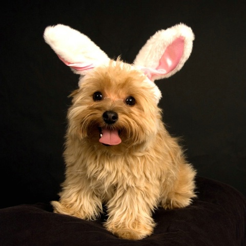 Happy Easter