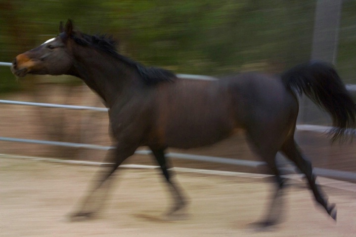 Carolyn's Horse 2