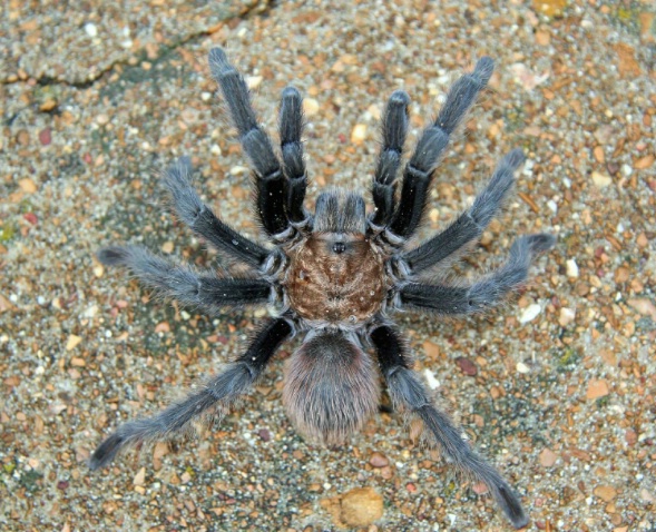 Tarantula Arkansas