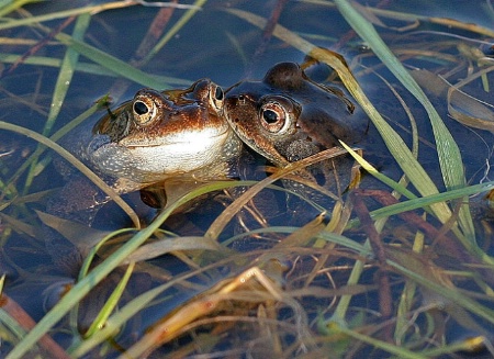 Kiss the frog