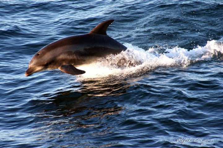 WALK OF A DOLPHIN