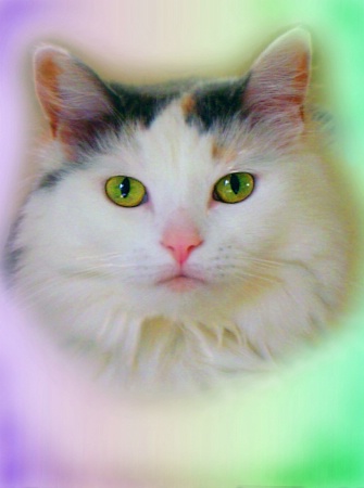 Psychideli-kitty-cat (2)