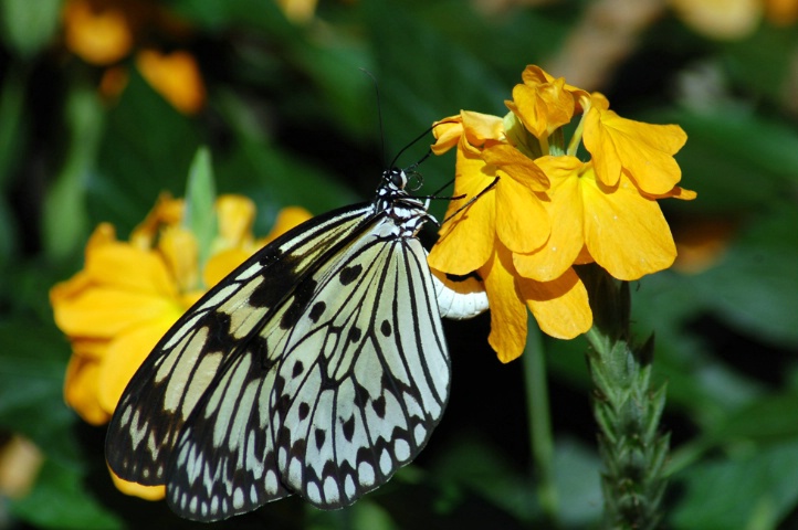 Lepidoptera