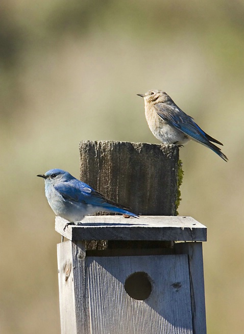 Bluebird House Hunting - ID: 3660710 © John Tubbs