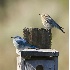 2Bluebird House Hunting - ID: 3660710 © John Tubbs