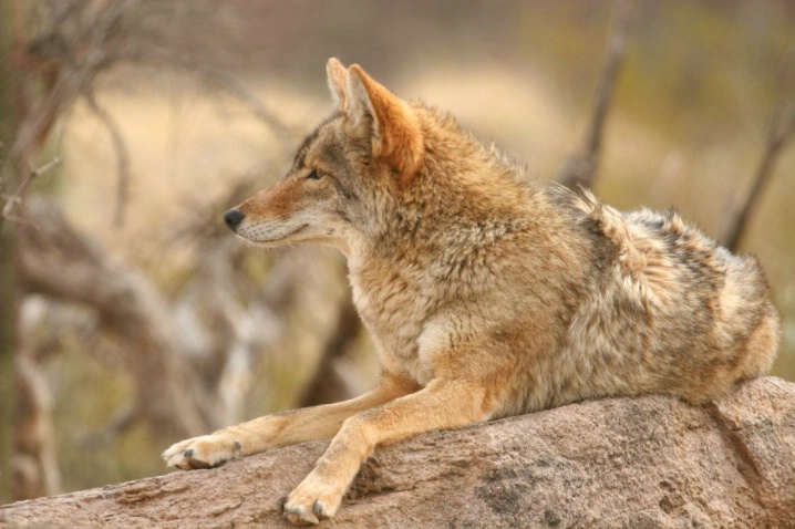 Coyote at Desert Museum