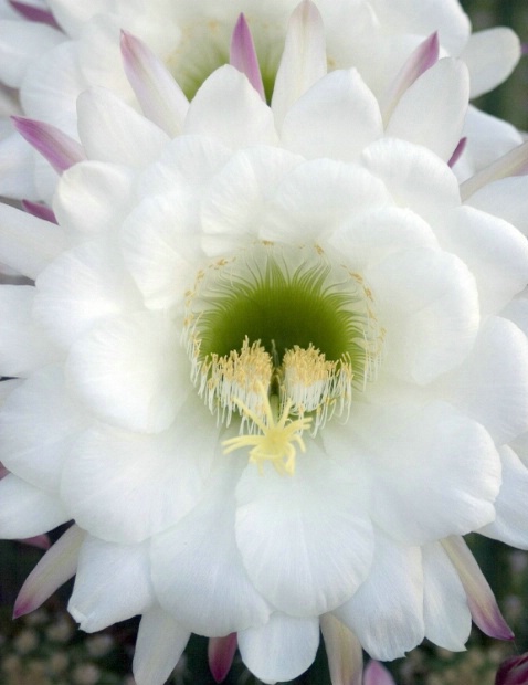 Argentine Giant Cactus Bloom