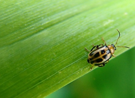 Happy Little Beetle