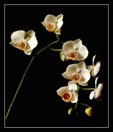 White Orchid