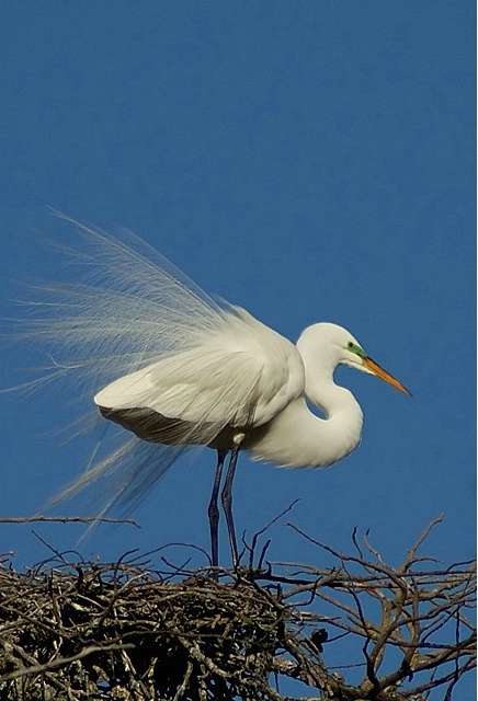 Building a nest