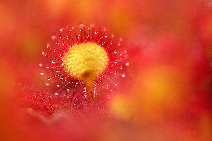 Sundew