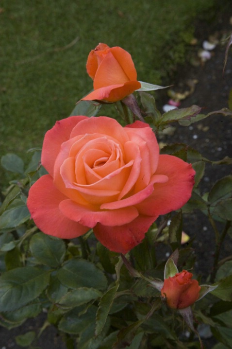 Christchurch Gardens...rose - ID: 3668724 © Bob Peterson