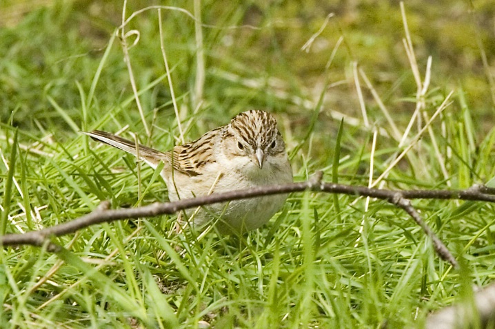 Brewer's Sparrow in Redmond - 1 - ID: 3669546 © John Tubbs