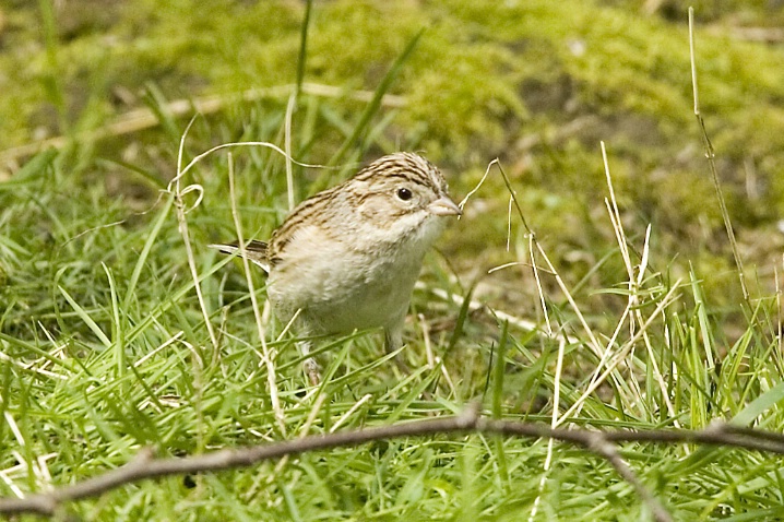 Brewer's Sparrow in Redmond - 2 - ID: 3669547 © John Tubbs