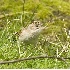 2Brewer's Sparrow in Redmond - 2 - ID: 3669547 © John Tubbs