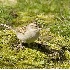 2Brewer's Sparrow in Redmond - 3 - ID: 3669548 © John Tubbs