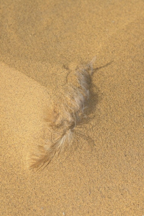 Feather in the Sand