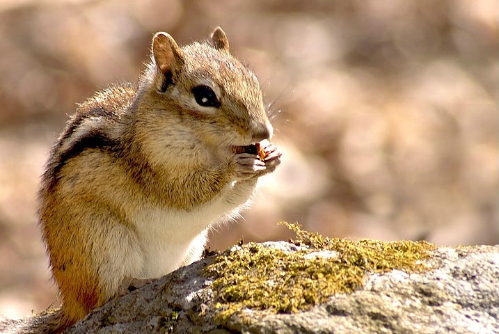 Chipmunk