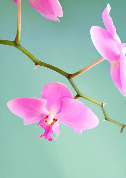 Orchids