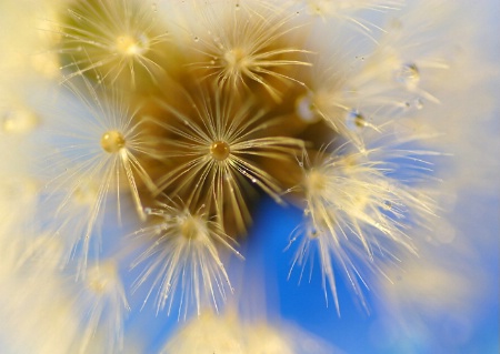 Drops of Dandelion