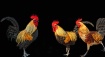 Roosters of Key W...